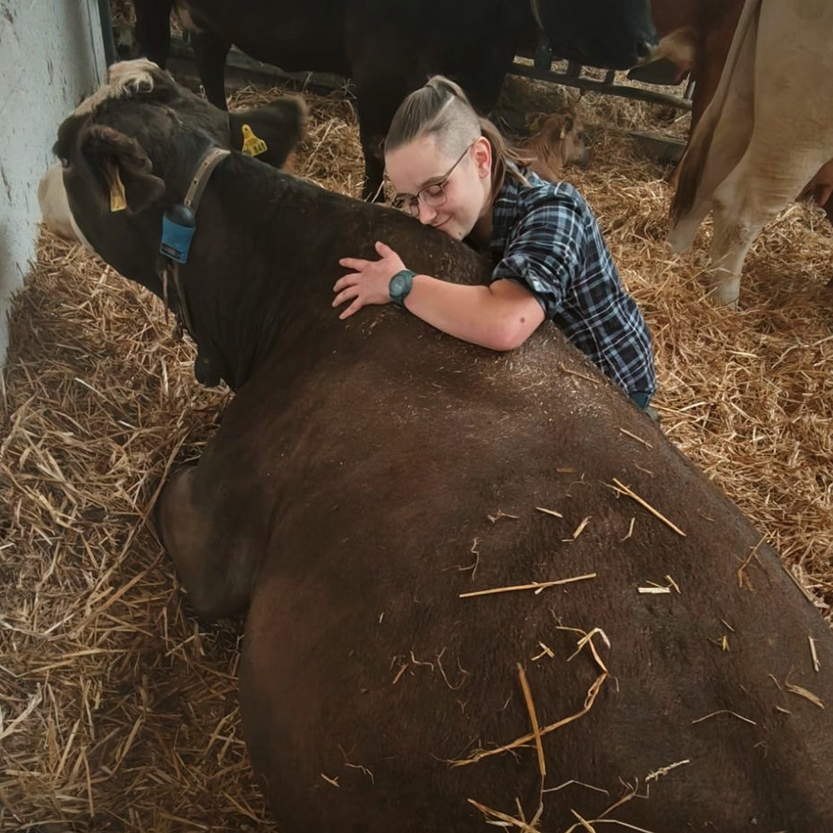 Kuhkuscheln im Stall auf dem Bauernhof Sagel