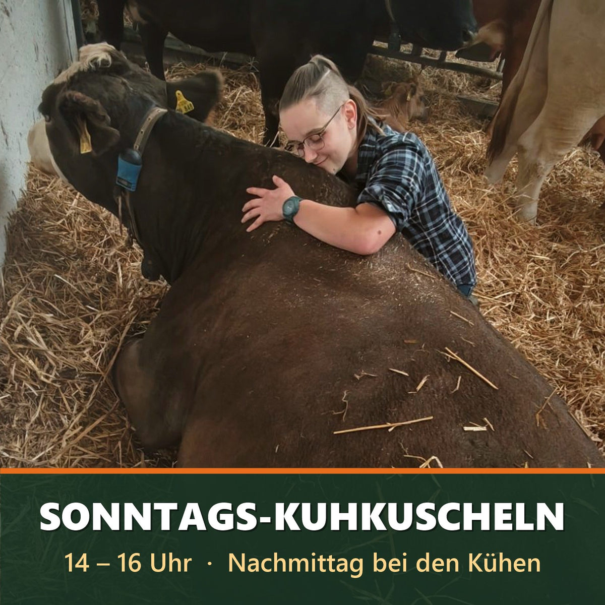 Sonntags-Kuhkuscheln 14–16 Uhr auf dem Bauernhof Sagel