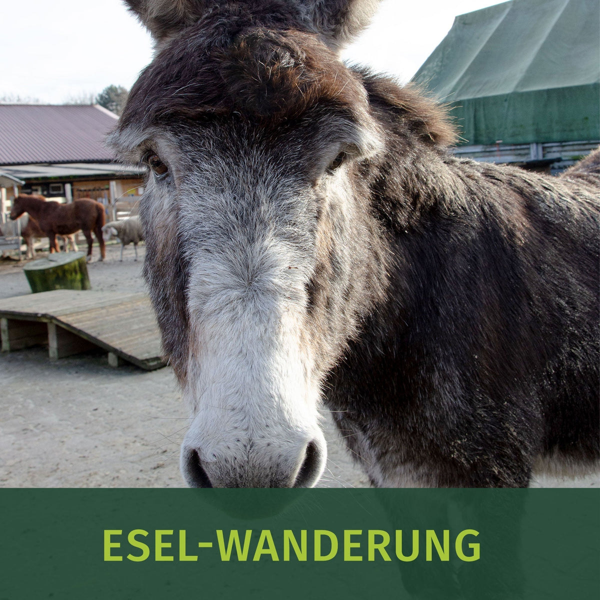 Esel Wanderung 19.09.2026 Halde Haniel in Bottrop 10:30 Uhr