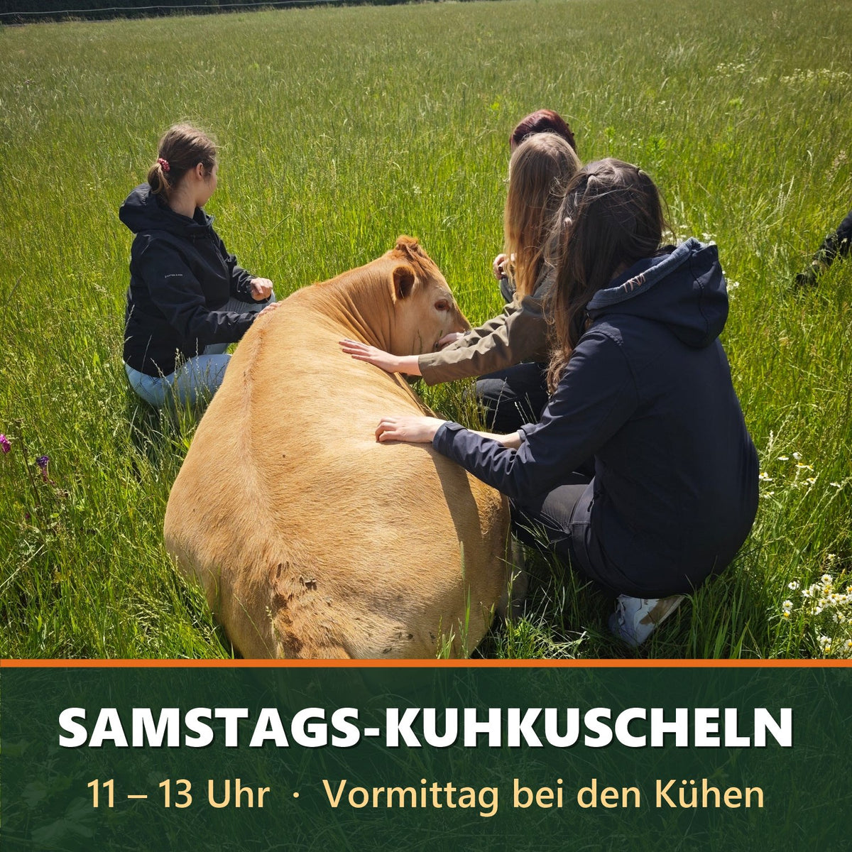 Samstags-Kuhkuscheln 11–13 Uhr auf dem Bauernhof Sagel